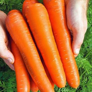 Морковь Белочка F1   1 гр.   4610008127829