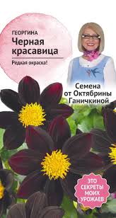 Георгина Черная красавица 5 шт. (семена от Ганичкиной)  4650091480579
