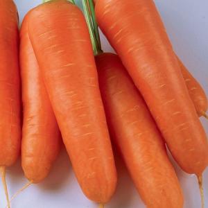 Морковь Коралина 0,5г (25454)